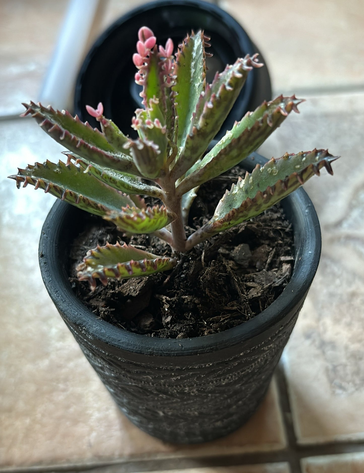 Pink Mother of Thousands - Succulent