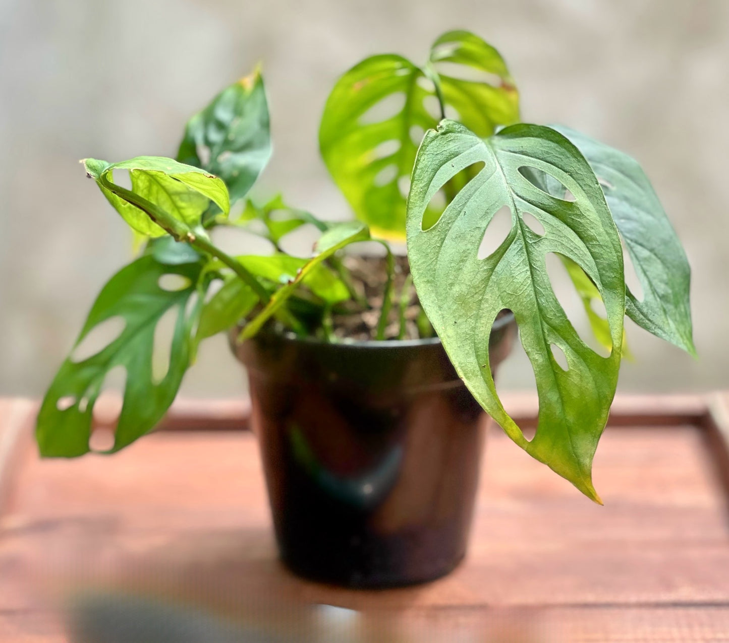 Swiss Cheese Plant (Monstera deliciosa)