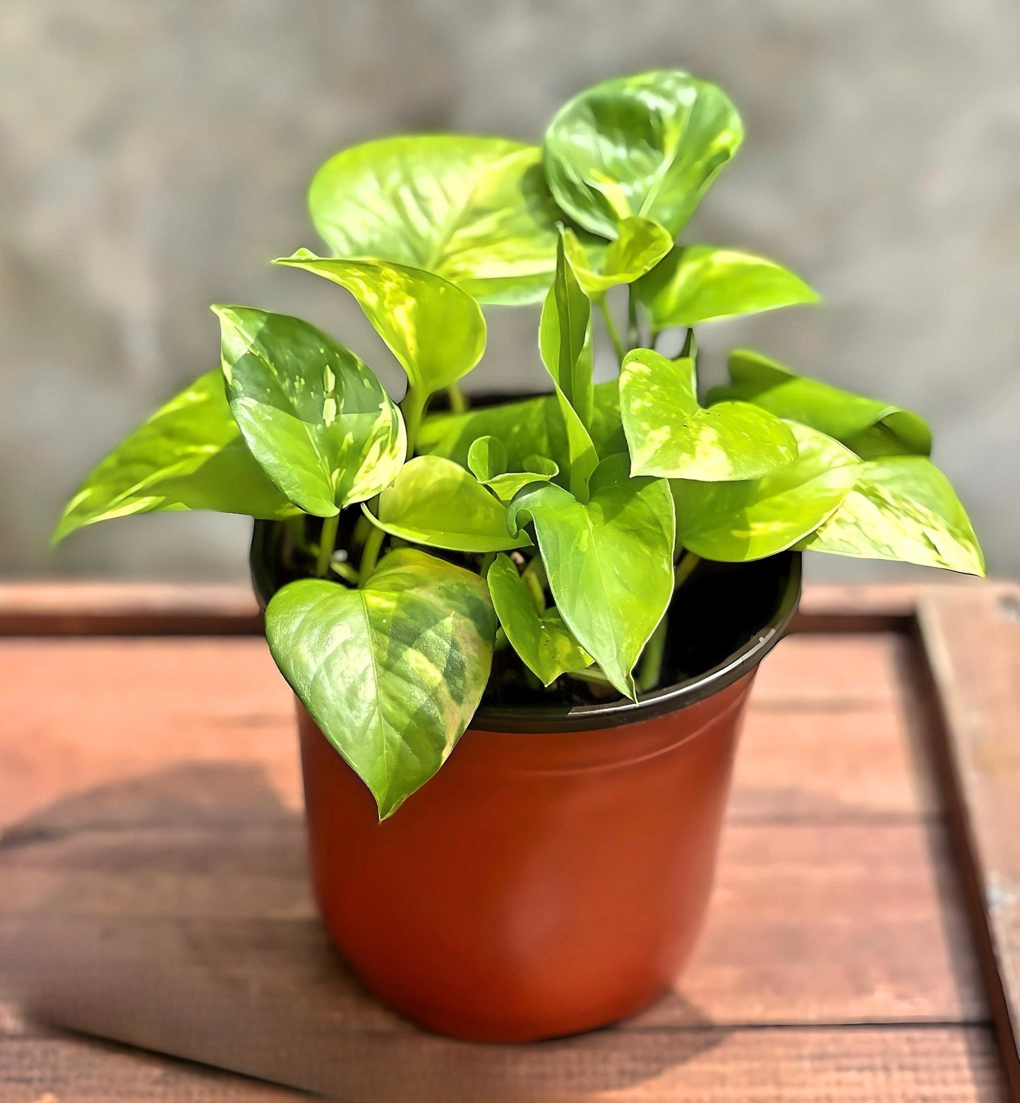 Golden Pothos 4"