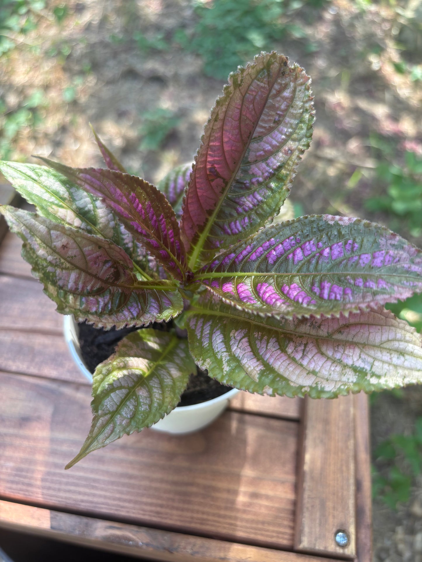 Persian Shield 6"