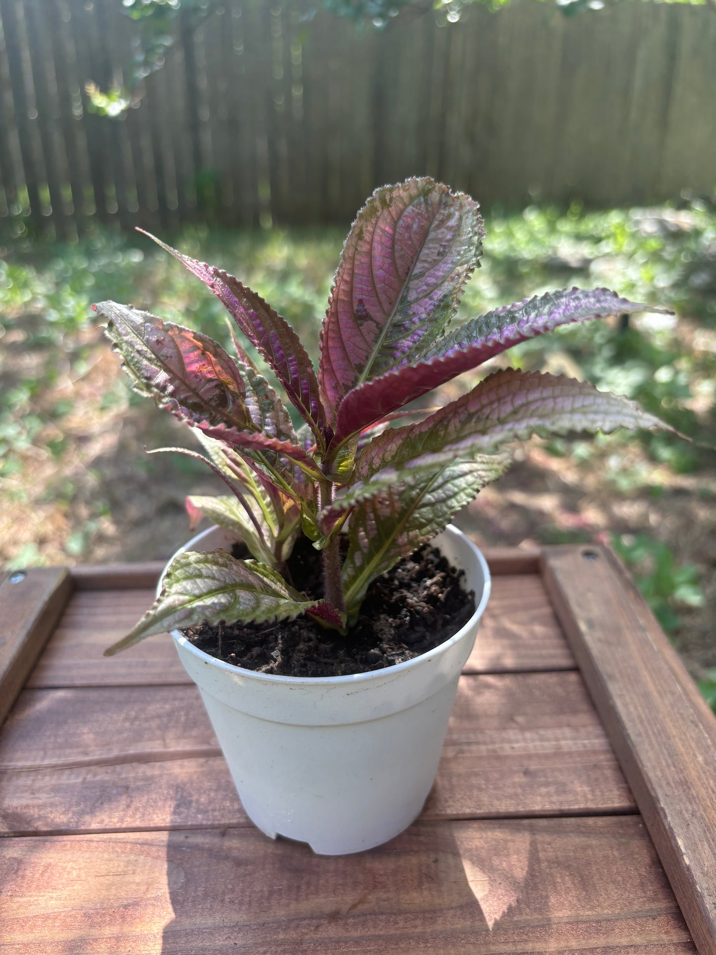 Persian Shield 6"