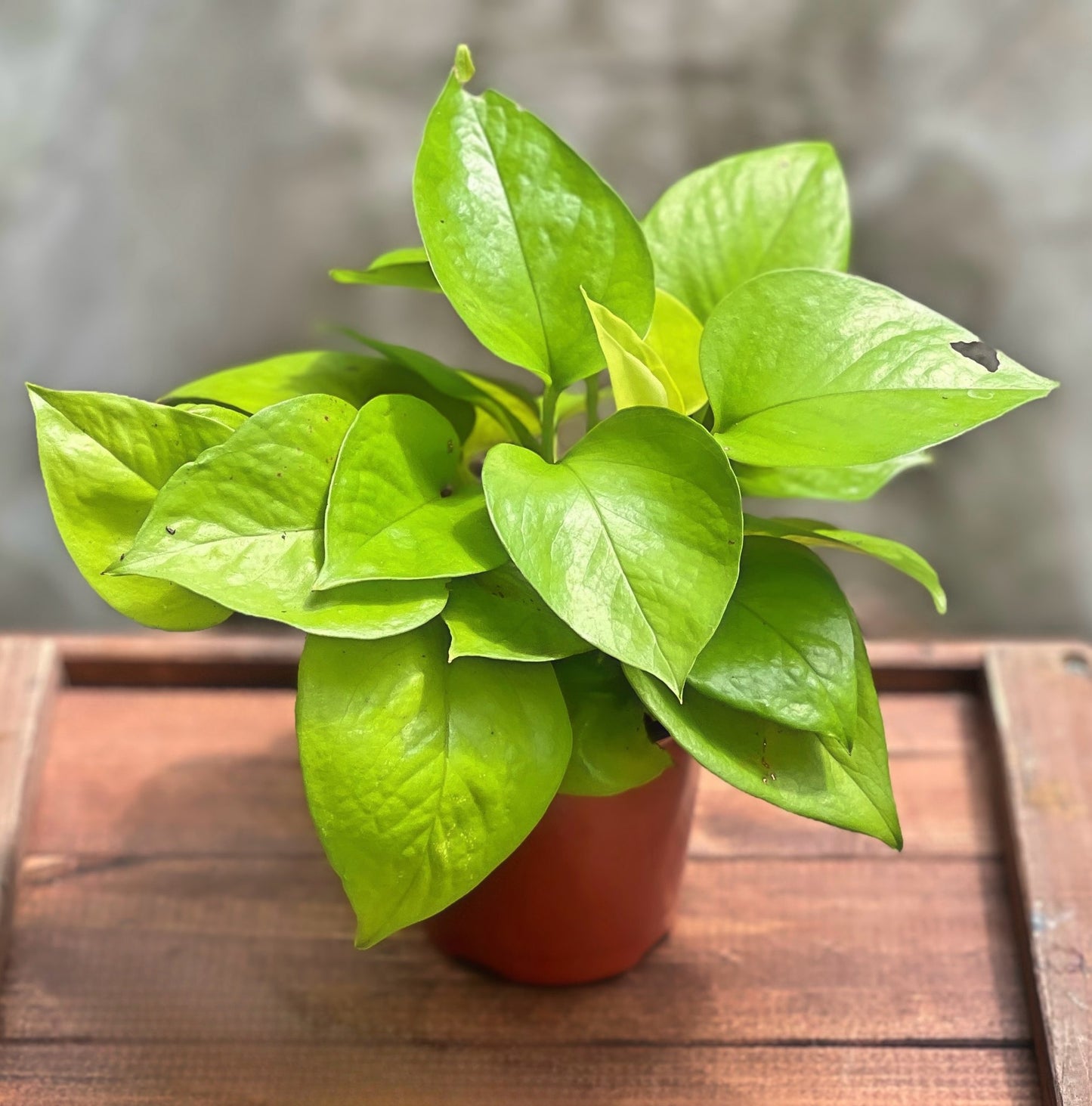 Neon Pothos 4"