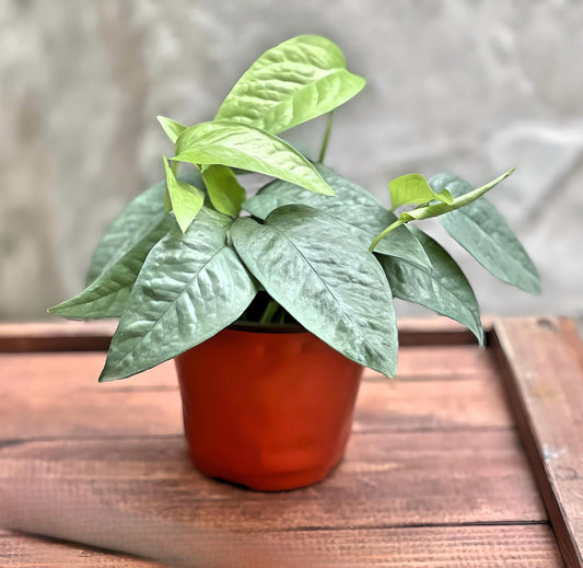 Cebu Blue Pothos 4"