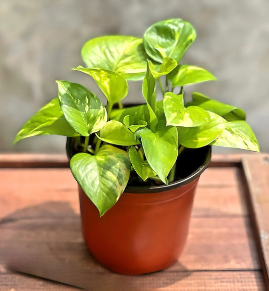 Golden Pothos 4"
