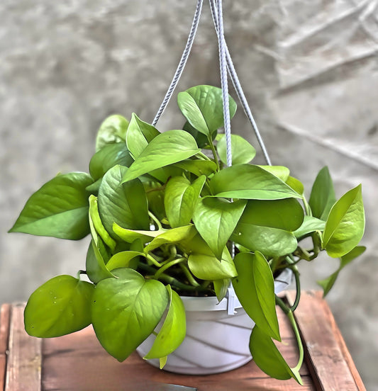 Hanging Jade Pothos 8"