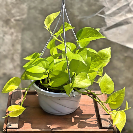 Hanging Neon Pothos 8"
