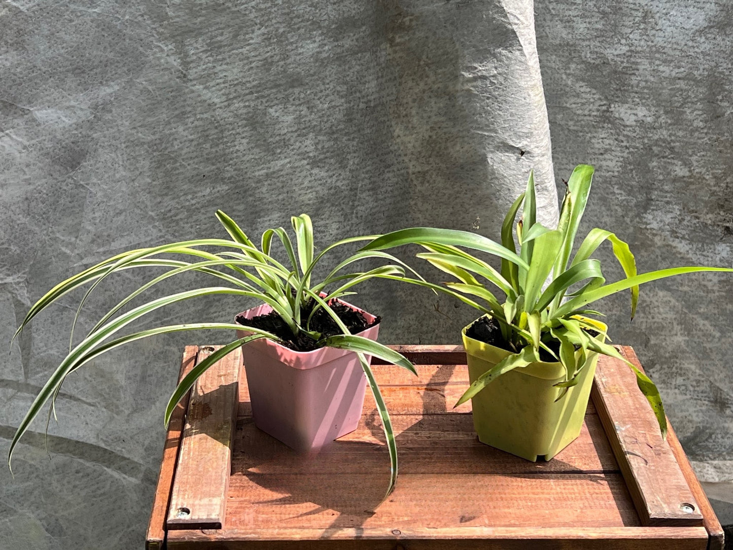 Spider Plants 4"