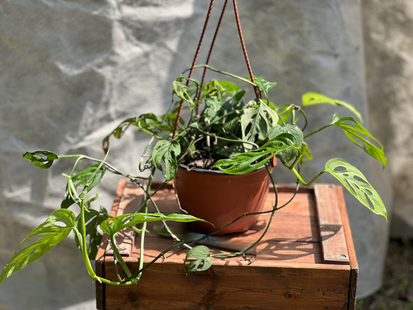 Hanging Swiss Cheese Plant 8"