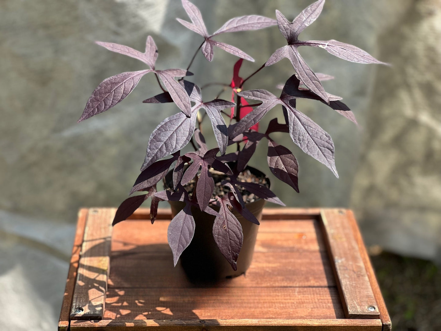 Sweet Potato Vine 4"