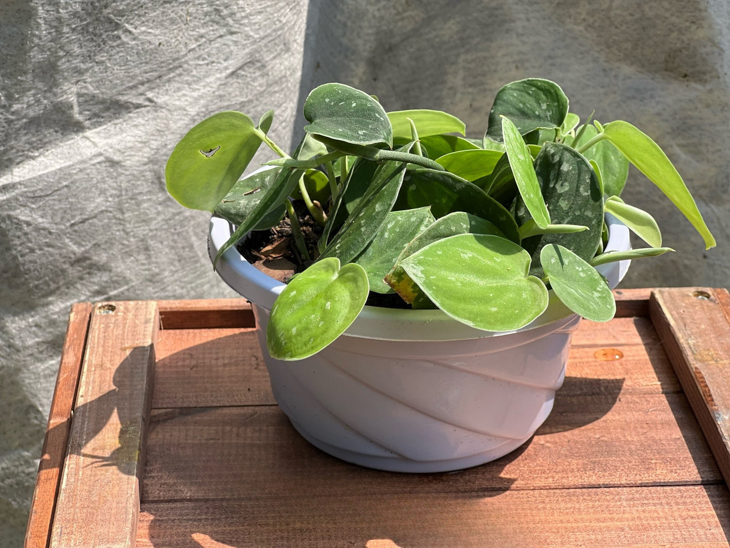 Satin Pothos 8"